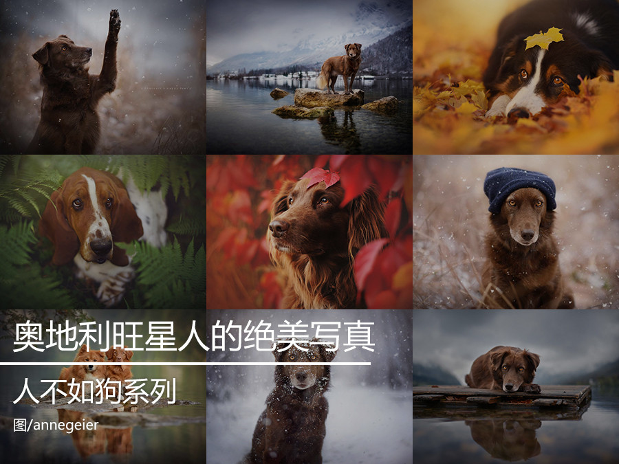 人不如狗 奧地利鄉村旺星人的絕美寫真